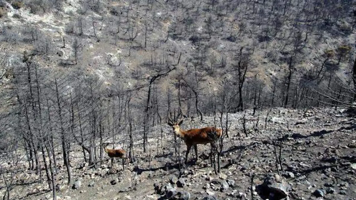 Fauna Silvestre-AFP